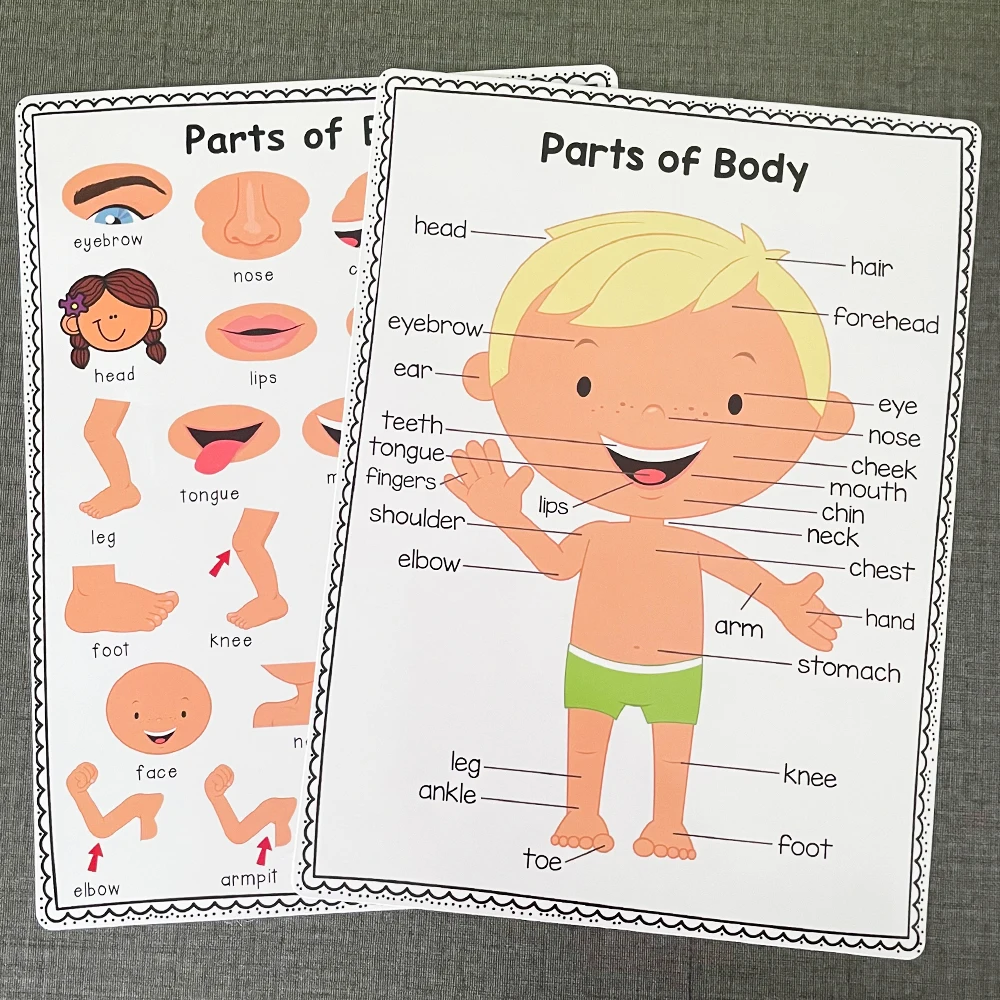 2 PCS English Body Parts Big Card  Early Education for Children Learning Materials Teaching Aids Classroom Wall Decoration