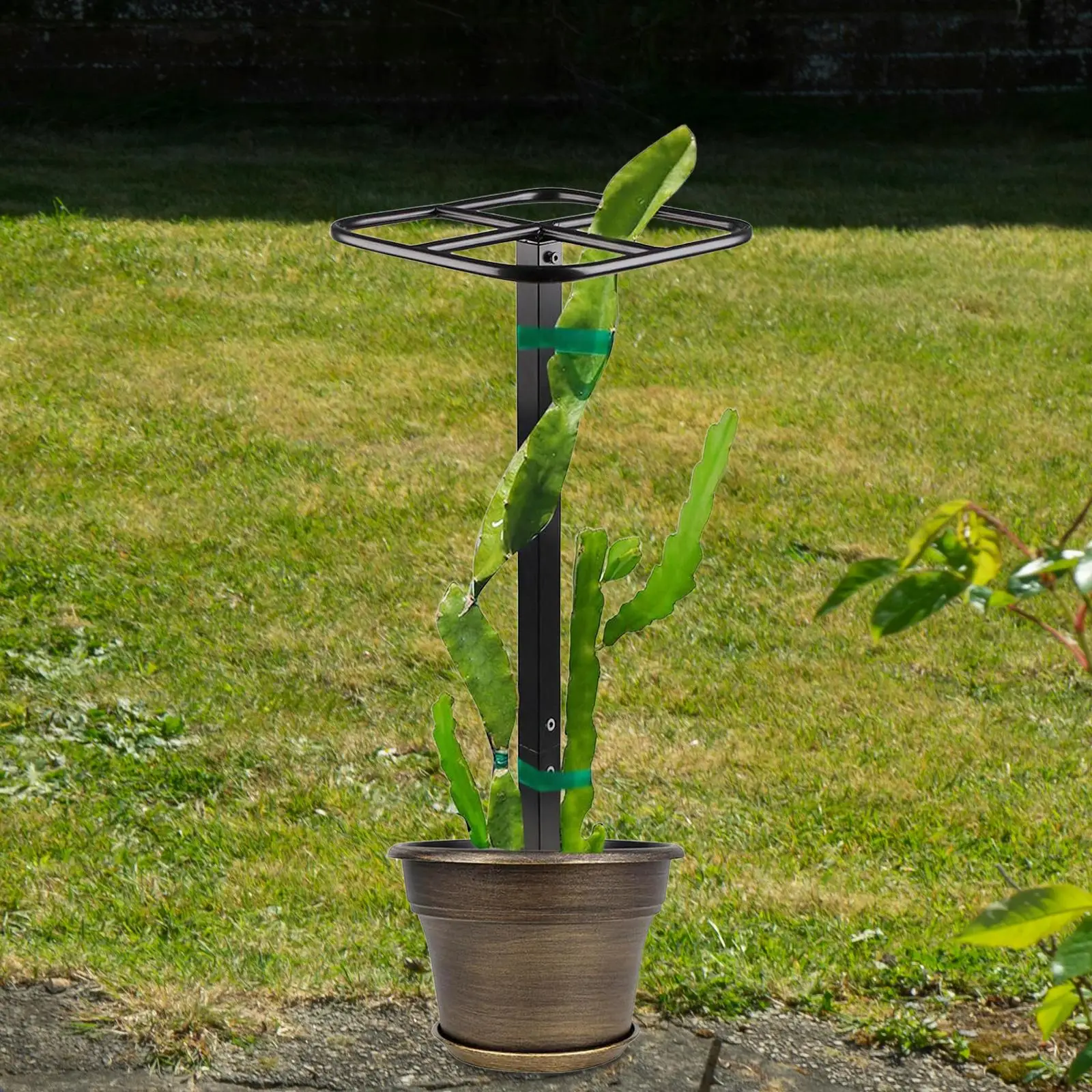 Dragon Fruit Trellis Garden Trellis for Backyard Houseplants Vegetables