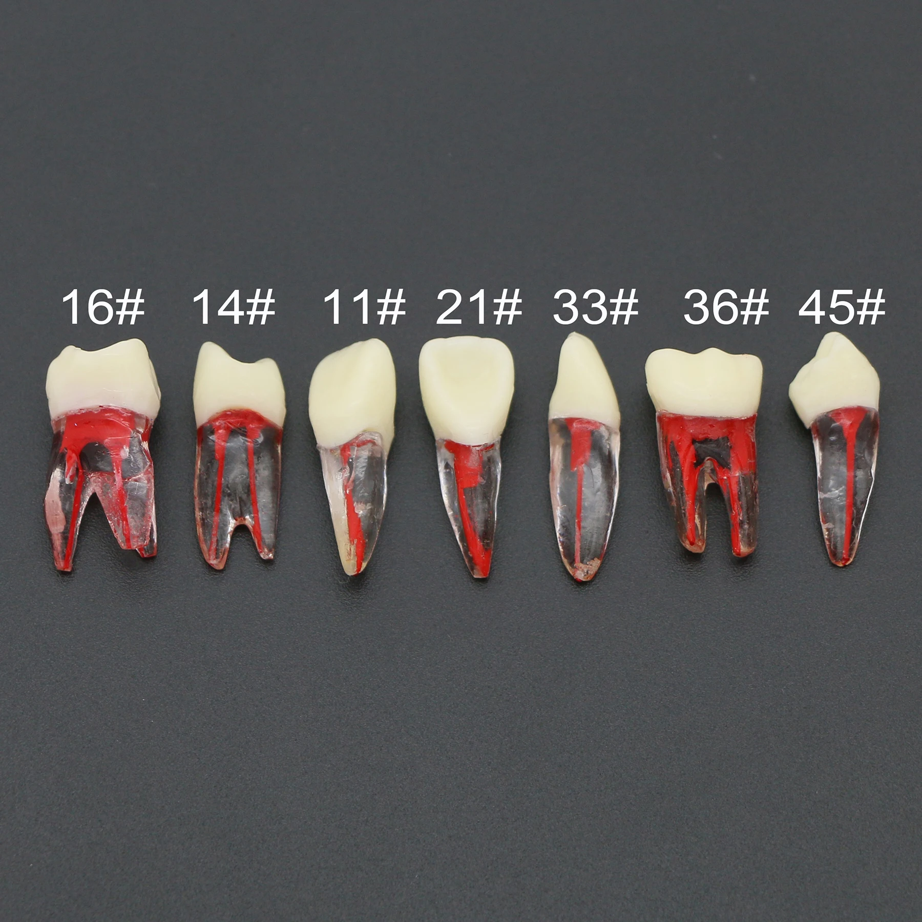 Dental Endo Root Canal Teeth Study RCT Practice Model Kilgore Nissin Type For Cavity Preparation Filling Practice Teaching