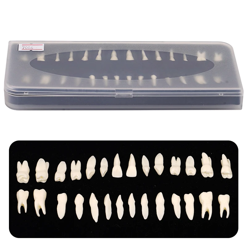 Dental Adult Teeth Model Full Mouth 1:1 Permanent Tooth Model with Root Upper Lower Teeth for Demonstration Teaching Studying