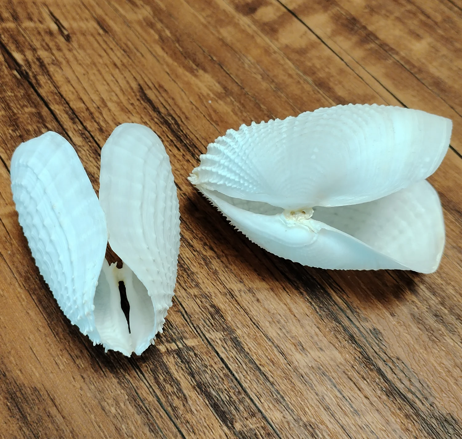 Barnea Dilatata Shell Natural Seashell Perfect for Fish Tank Wedding Home Decor Beach Theme Party Conch Collection