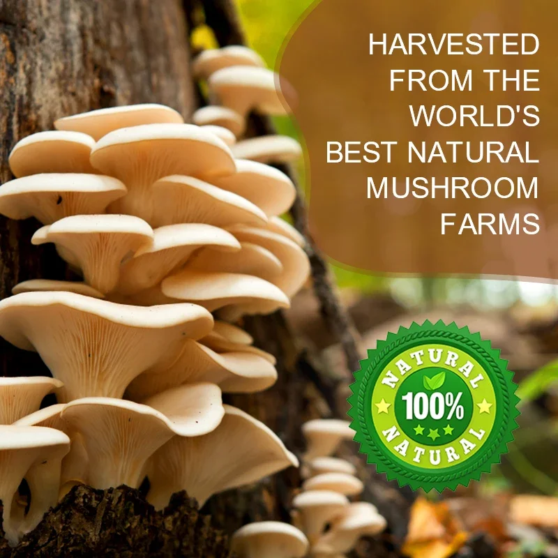 10 in 1 high-strength mushroom supplement 9700 milligrams - Lion mane Cordyceps sinensis Ganoderma lucidum - Focused brain