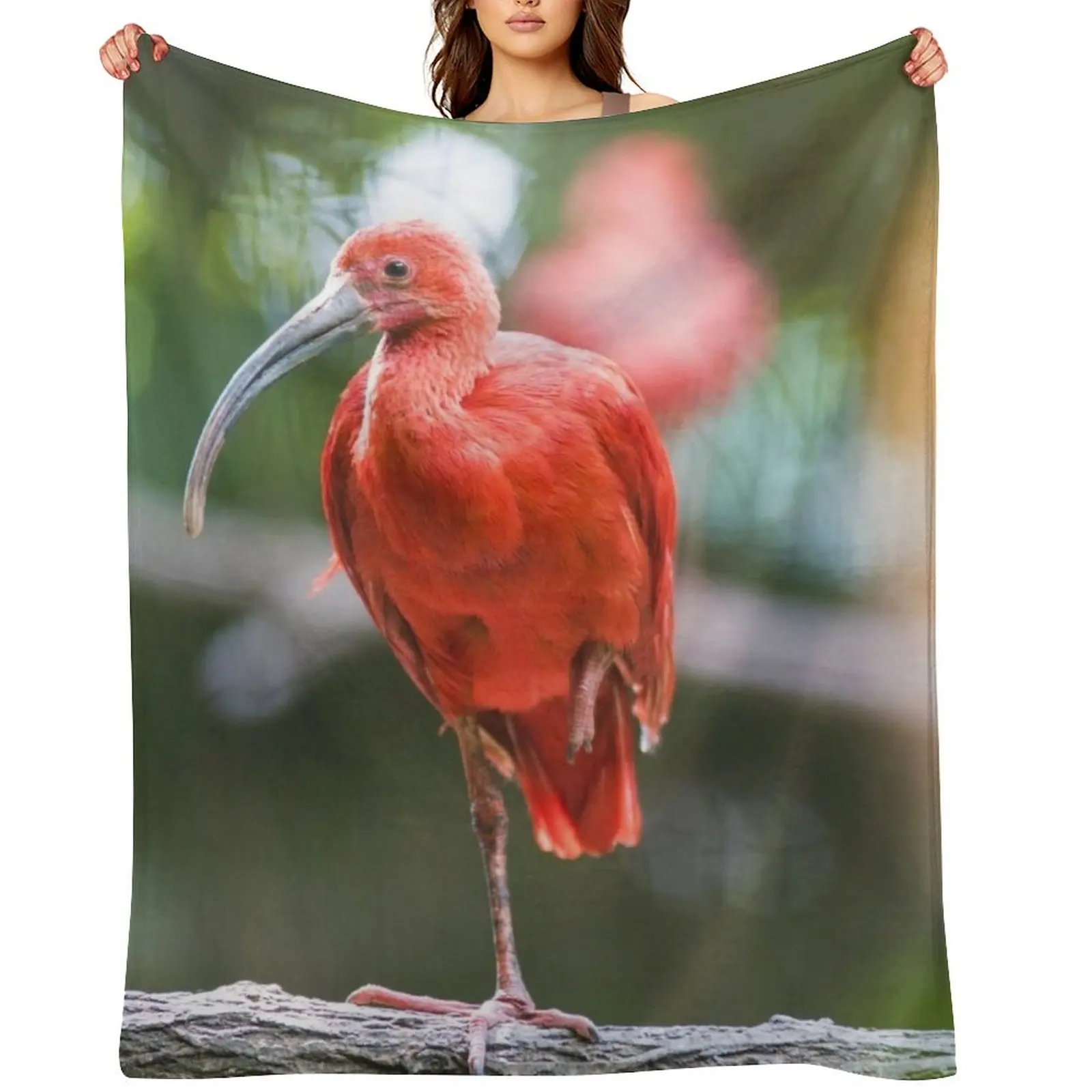 Tropical Scarlet Ib… - image