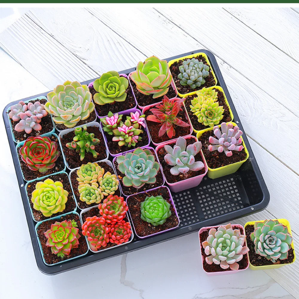 Durable Seed Starter Tray Rectangular Nursery Box Plastic Succulent Propagation Container Indoor Garden Planter
