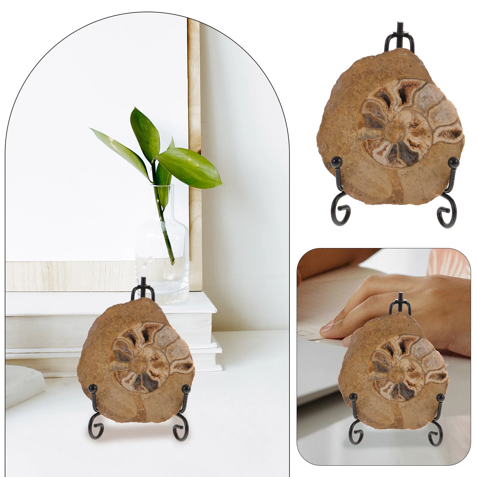 

Ammonite Specimen Colorful Patterns Vibrant Natural Geology Mineral Teaching Decorative Conch Ornament Collection Stone