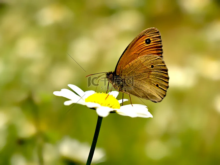 

CW-01 Aluminum Front Brance Plate Stabilizing Rod Bar for RC Tamiya Lunch Box Midnight Pumpkin Buggy Car Upgrade Parts