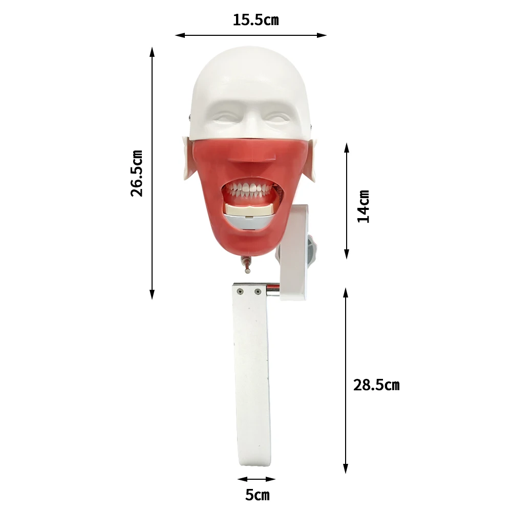 360-Degree Adjustment Dental Phantom Head Model With Teeth Dentistry Simulator Manikin for Dentist Practice Demonstration Models