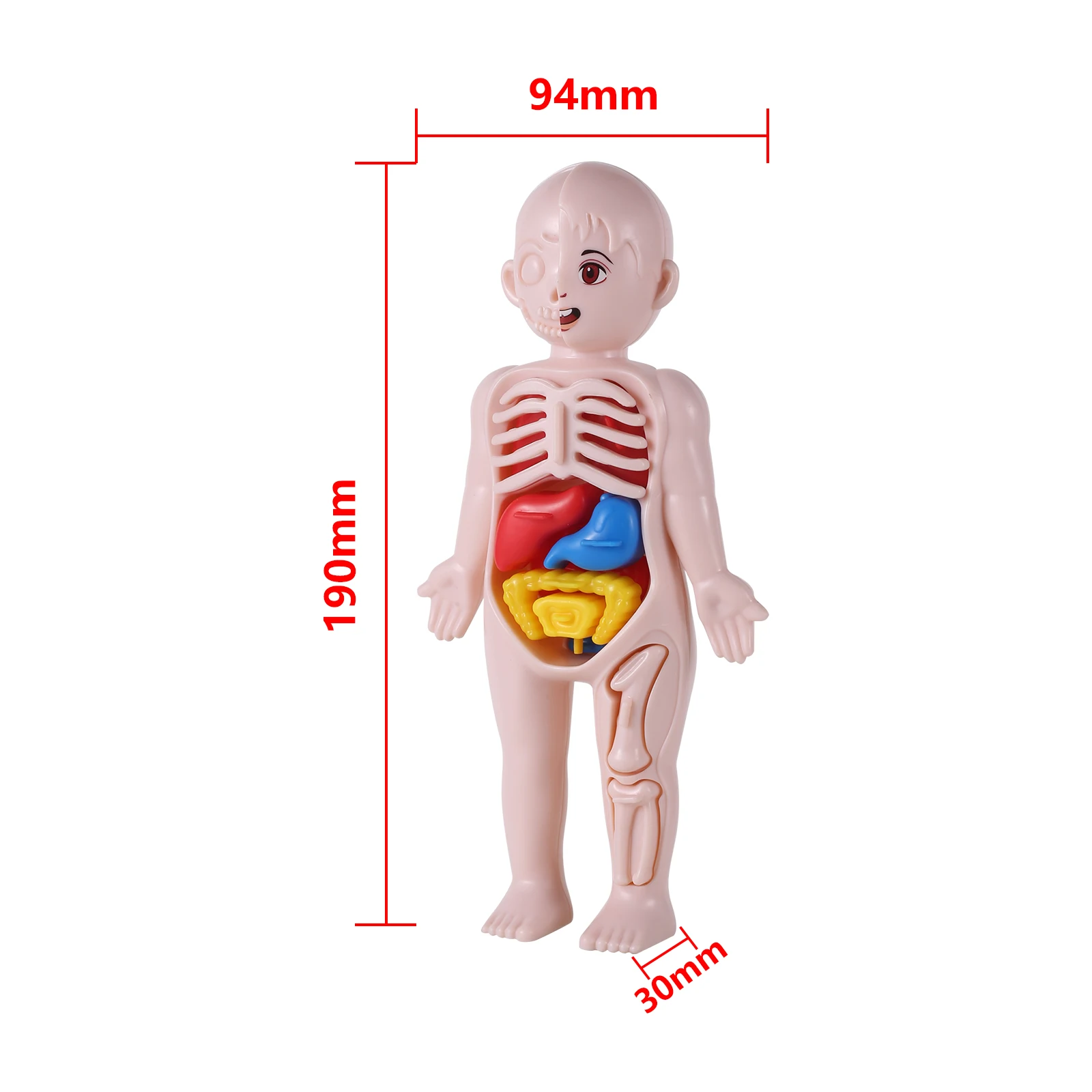 Imagem -03 - Modelo de Anatomia Humana para Laboratório Puzzle 3d Órgãos de Aprendizagem Infantil Ferramentas de Ensino do Corpo Educacional