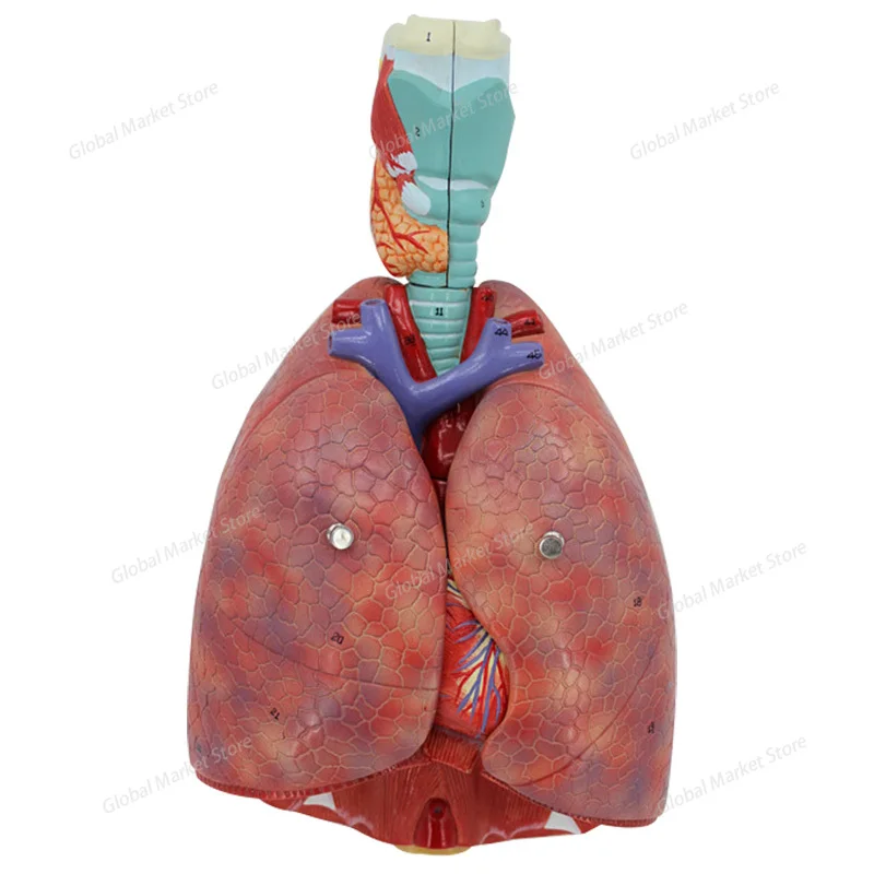 

Natural large human throat, heart and lung model, throat, thyroid, lung, heart model, human respiratory system model
