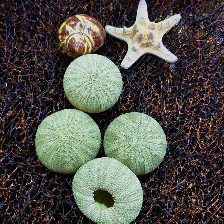 Special crafts natural shell conch Home decoration Tillandsia green sea urchin