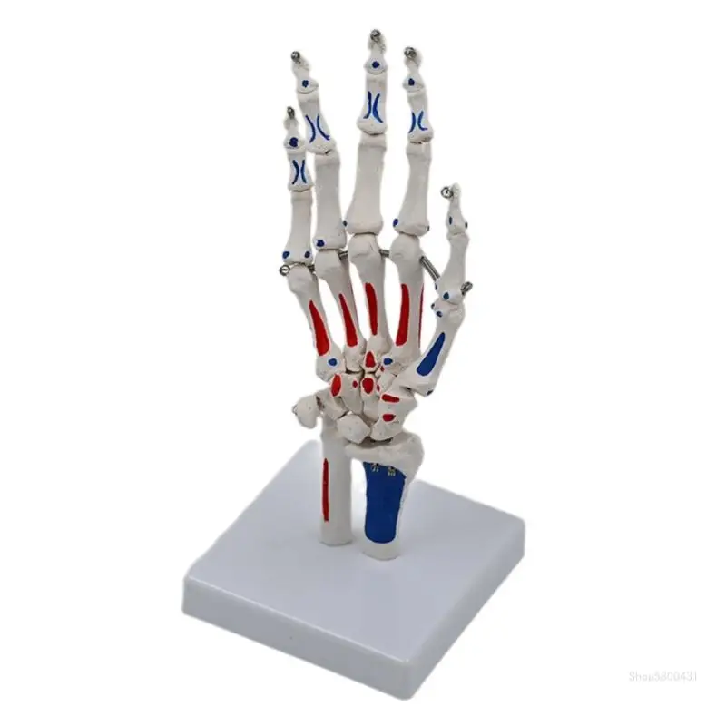 Human Hand Joint Model with Wrist Ulnaand Radius Life Size Hand Skeleton Model