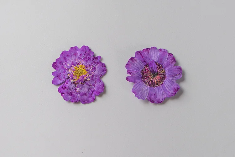 12 Stück, Natürliche Gepresste Doppel-Kamillenblütenblätter, Echtes Blumenmaterial für DIY Tropfkleber Getrocknete Blumen Handyhülle – Detail 2