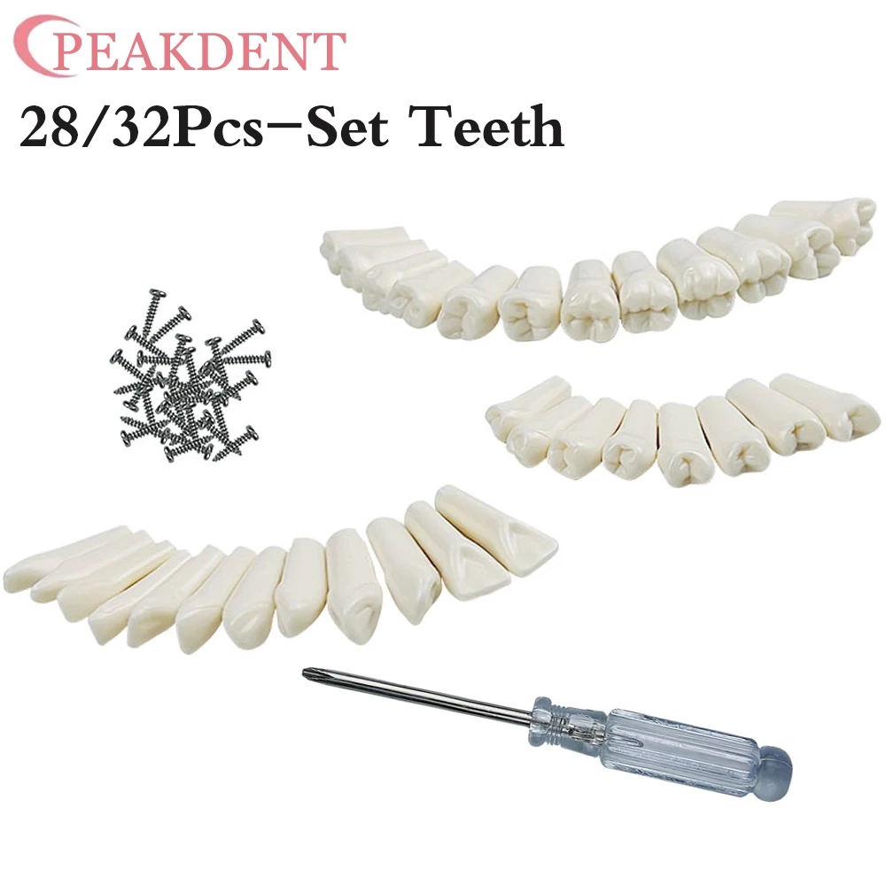 

Dental Typodont Teeth Model Denture Practice Tooth For Nissin Dentist Teaching Accessories Removable Individual Screw in Resin