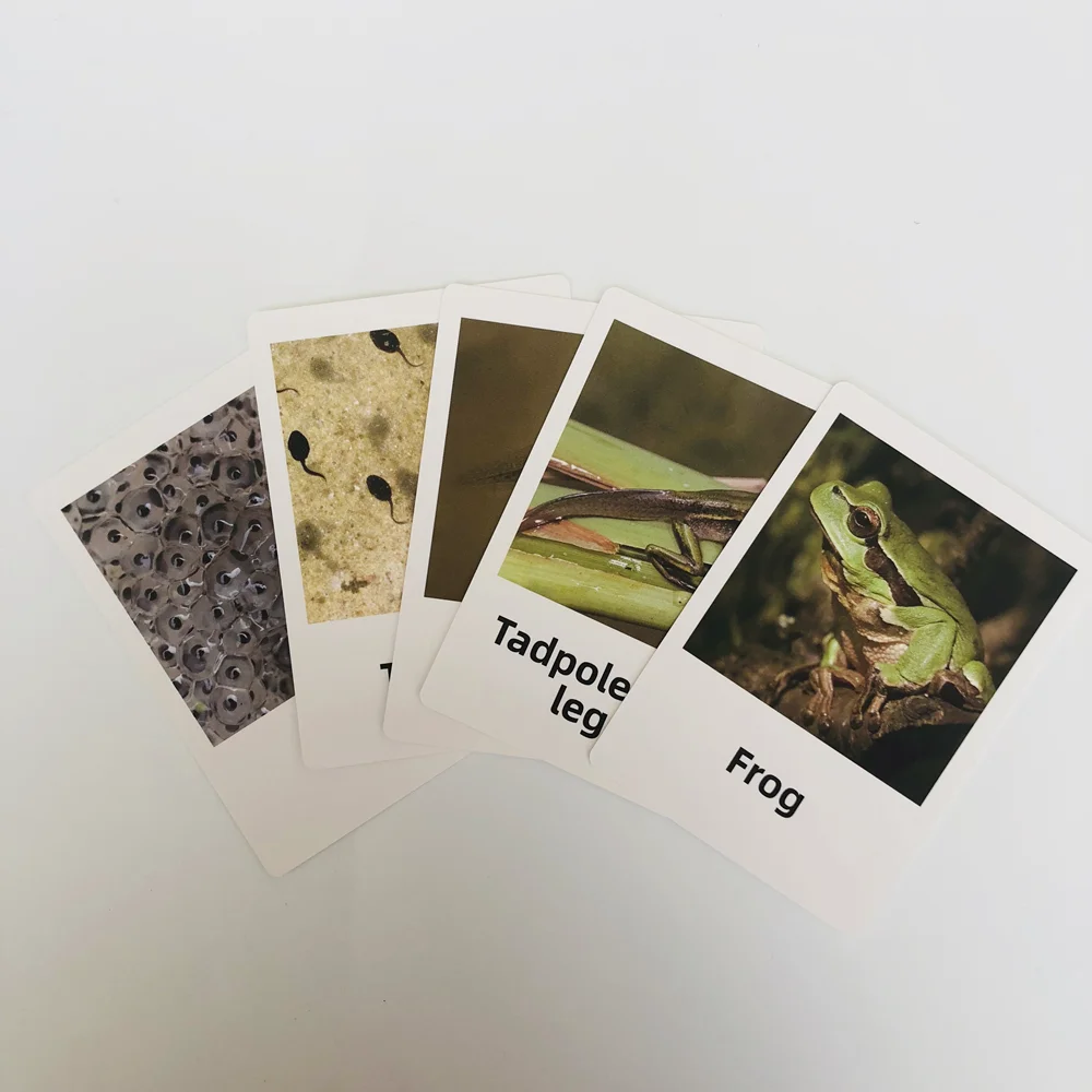Ciclo de vida montessori de figuras de sapo e cartas de cognição, jogo de ciclo de crescimento animal, brinquedos de aprendizagem de biologia, educação precoce