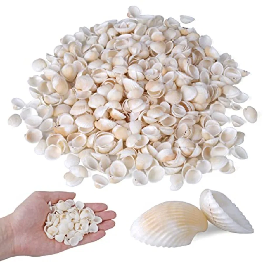 

PPCLION 1000 шт. бирюстные крошечные маленькие морские ракушки, белые ракушки-моллюски для изготовления ювелирных изделий, домашний декор, наполнители для ваз