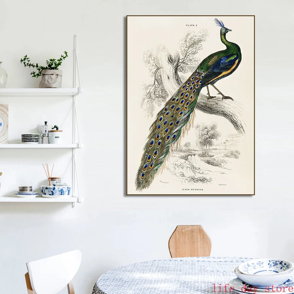 Vintage Toucan White Pelican Cockatoo Parrot Peacock Owl Bird Poster Print Canvas Painting Wall Art Room Home Decor Mural