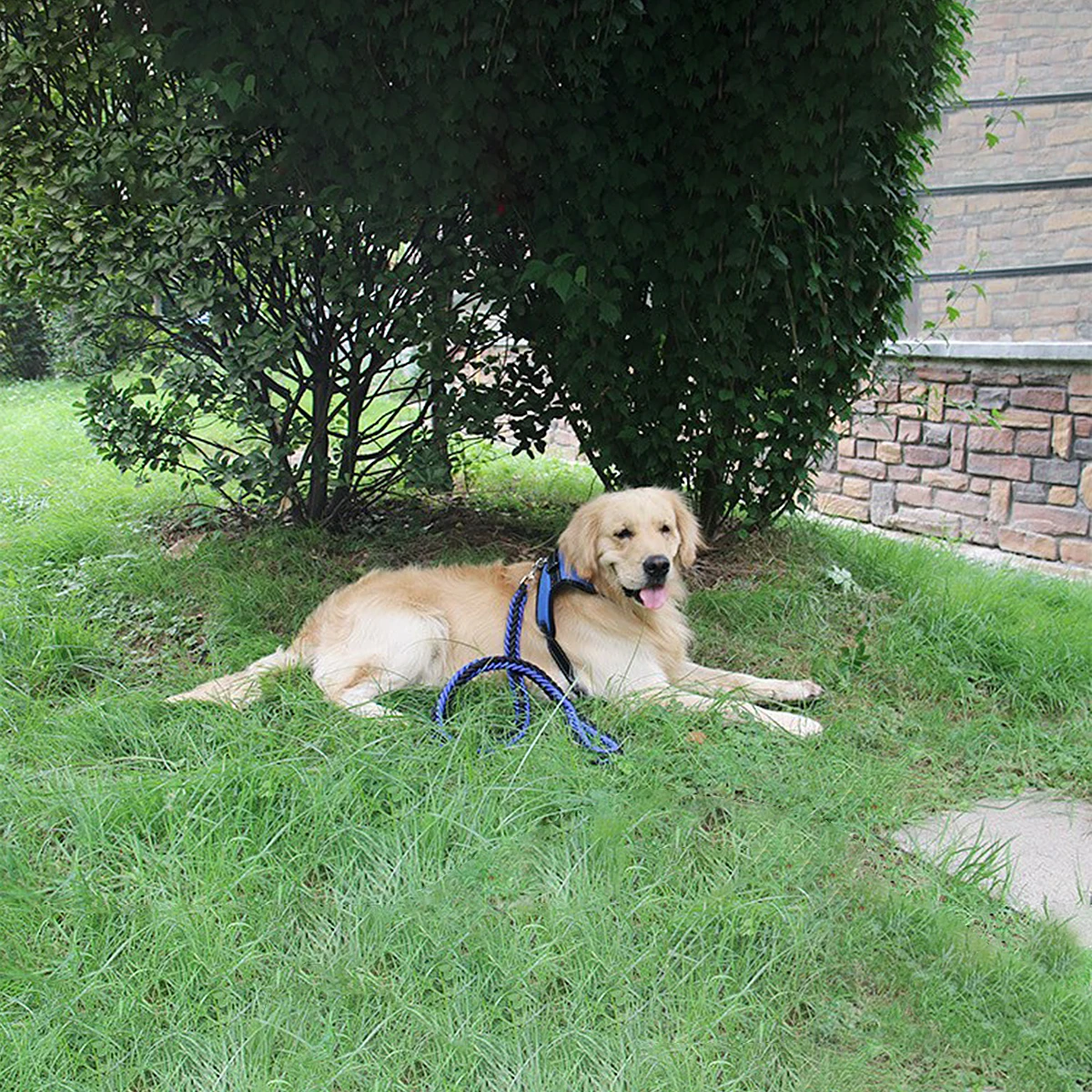 

Adjustable Nylon Dog Harness Vest Breathable Comfortable Pet Vest Harness For Dogs D Ring Leash Attachment Compatible