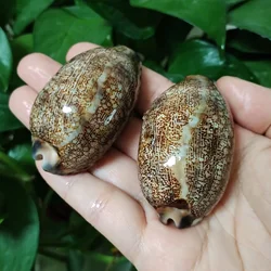 2 PCS Arabian Cowry Shells Natural Mauritia Arabica Cowrie Seashell For DIY Crafts Snail Jewelry Gift Beach Wedding Decor