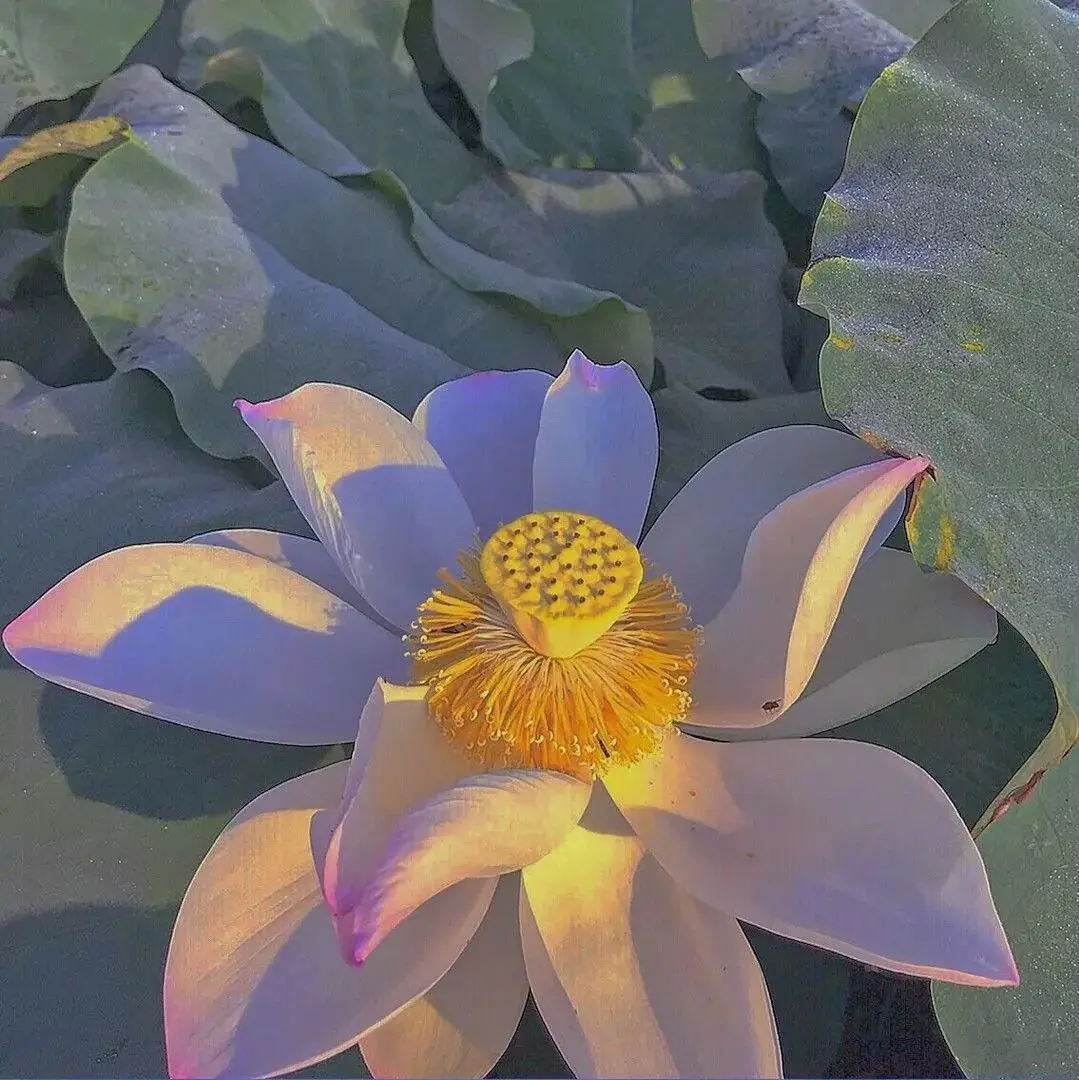 

Рычаг рулевого управления 25T для сервопривода WLtoys A949 A959 A969 A979 K929-B, металлические аксессуары для модернизации радиоуправляемых машин