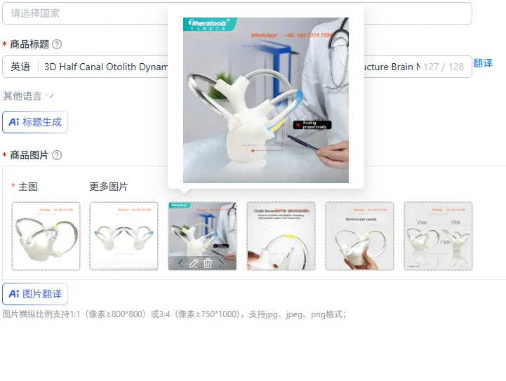 3D Half Canal Otolith Dynamic Model Aids Skeleton Cochlea Inner Ear Structure Brain Nerve Vestibular Rehabilitation Accessories