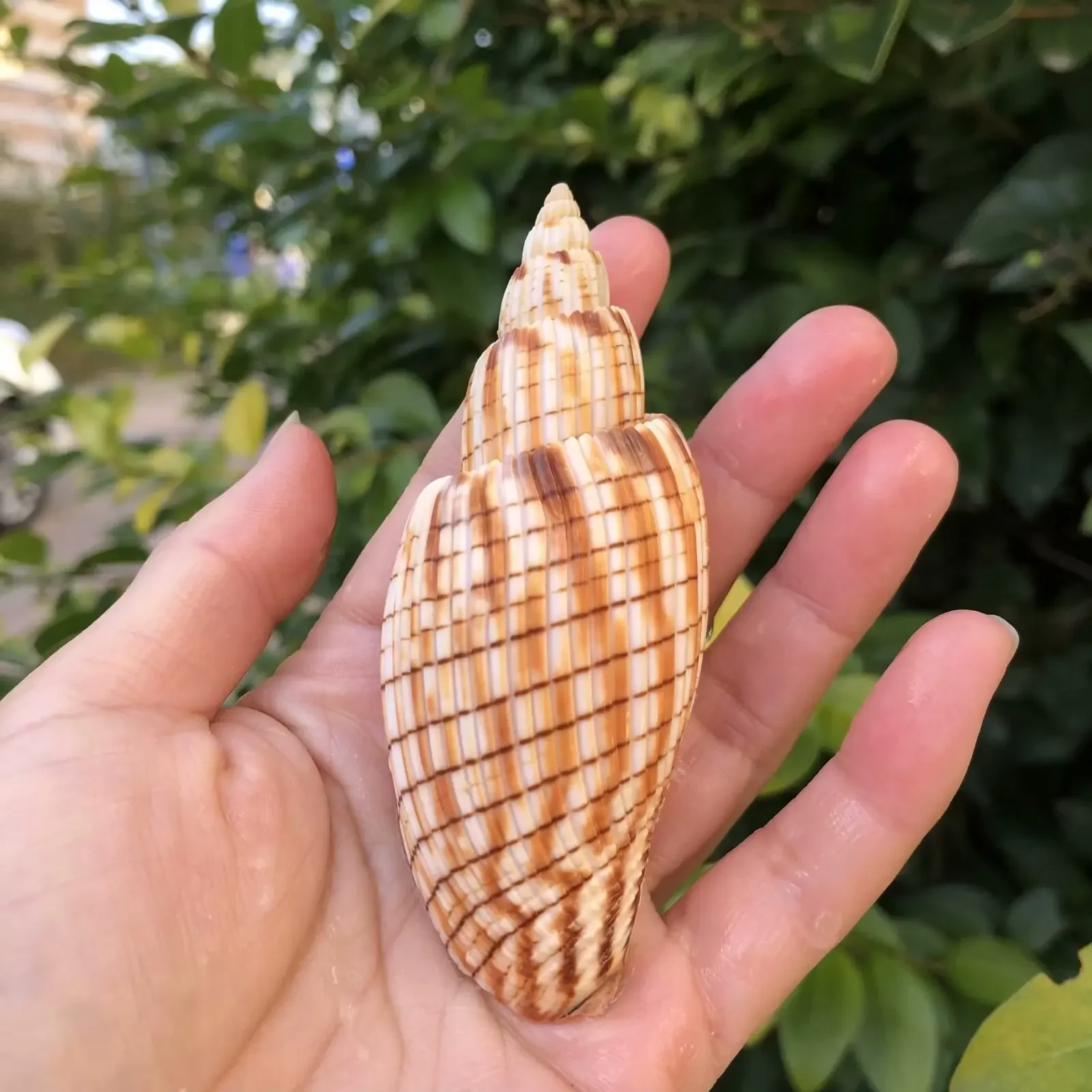 Natural Conch Shell Home Collection Ornaments Specimen Conch Hermit Crab Replacement Shell