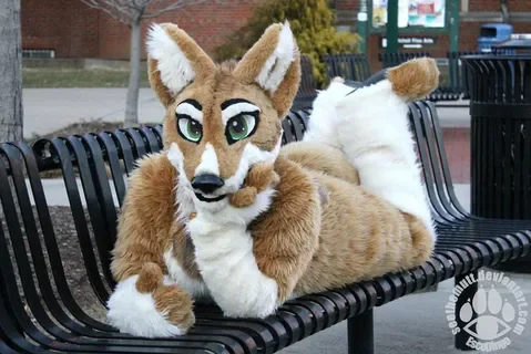 Brown White Husky F…