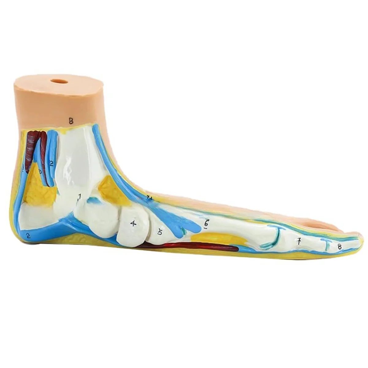 Foot Anatomy Model, Human Anatomy Foot Model, Normal Flat Arched Foot Model, Human Foot Muscle Model Flat Feet(Flatfoot)