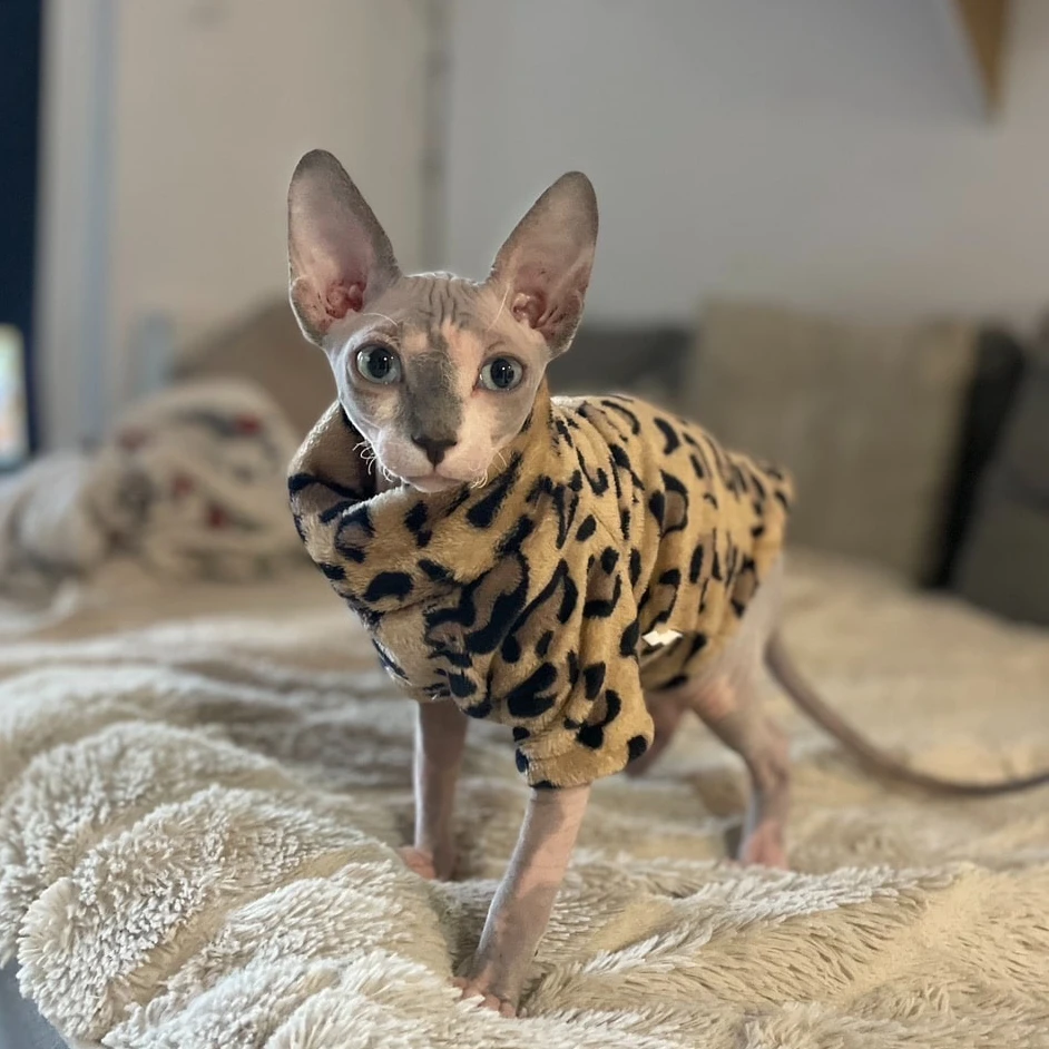 Cozy Double-Sided Fleece Sweater for Hairless Cat Soft Cotton Winter Warm Machine Washable Skin-Friendly Parkas for Sphynx Devon