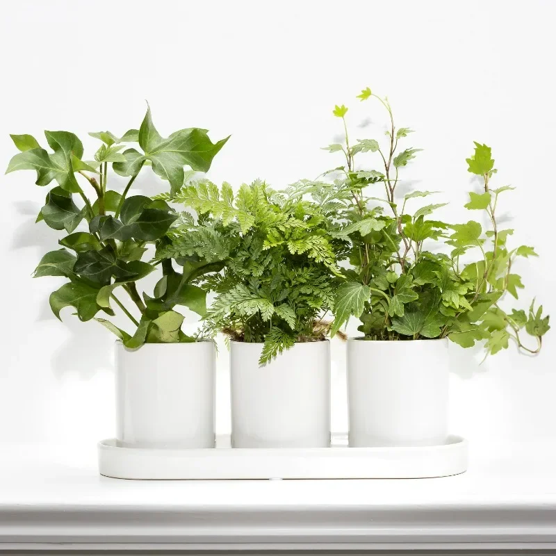 Mainstays White Ceramic 11in x 3.75in x 4in Herb Plant Planter