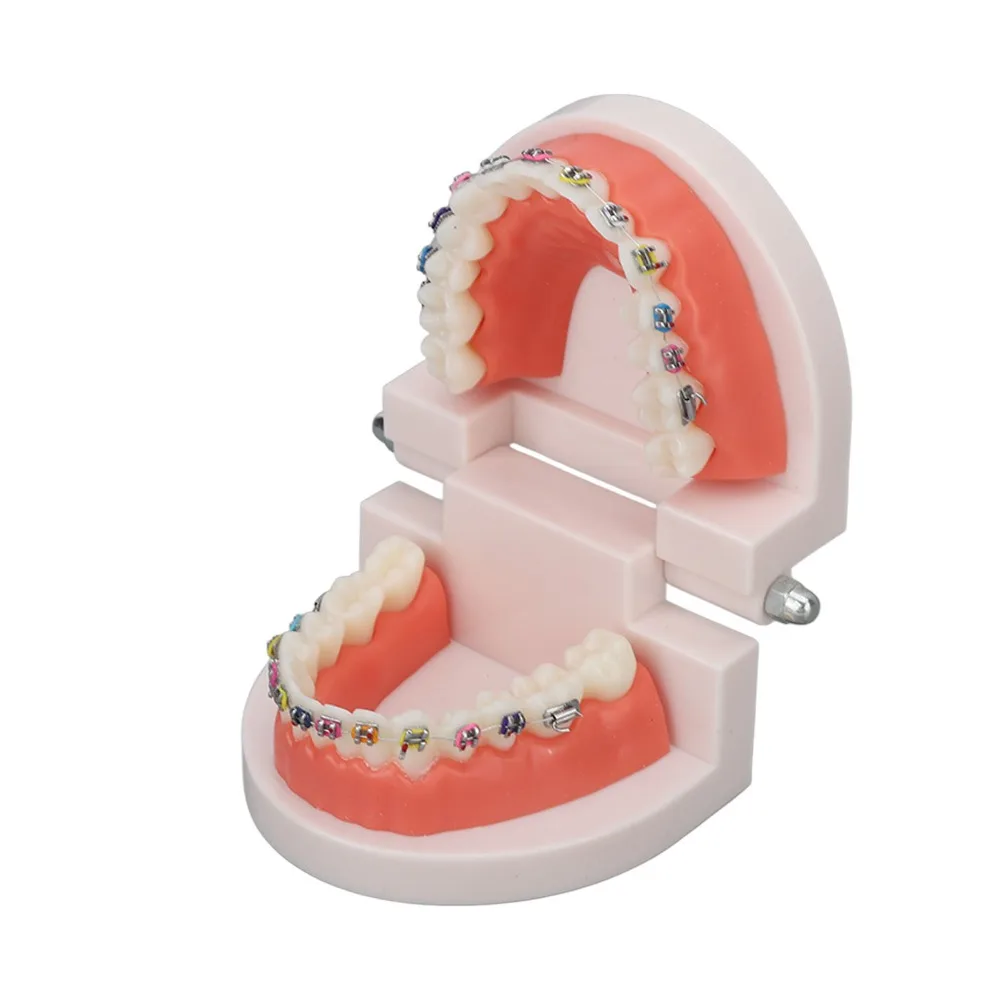 Standard Dental Typodont Teeth Model Demonstration Adult Typodont Standard Teaching Model Orthodontic Metal Bracket