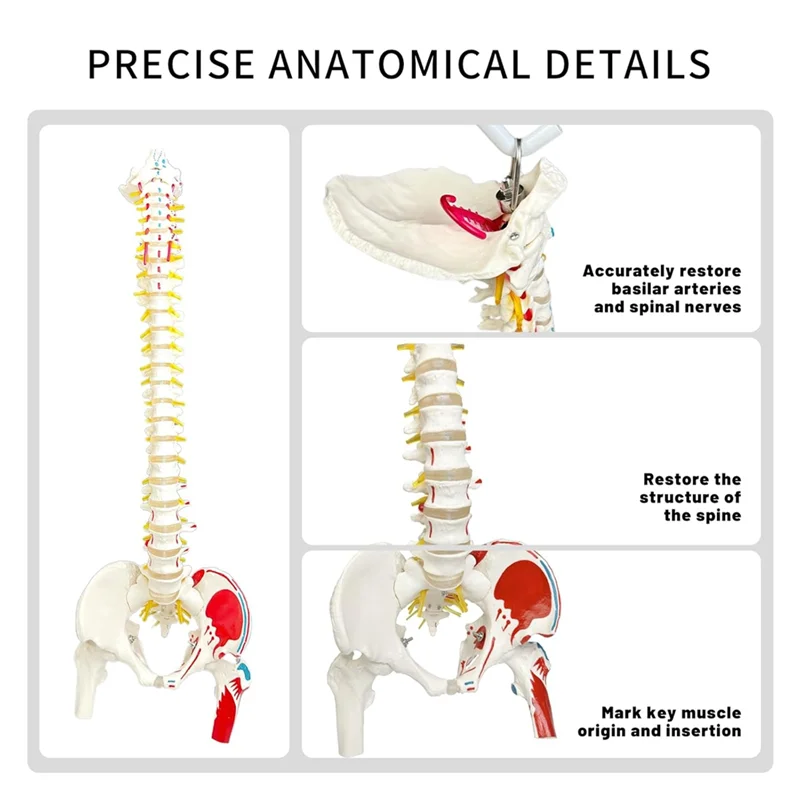 Modelo de columna vertebral para anatomía, arterios, columna Lumbar, faja Pelvic Fémur con soporte para estudio científico o educación del paciente