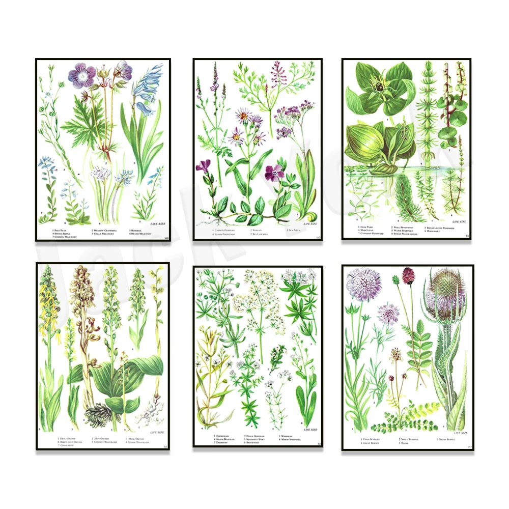 Póster floral, cardo, timón, Mignonette, orquídea, Foie Gras, orquídea rana, visco, bayas, verbena, campana botánica Ar