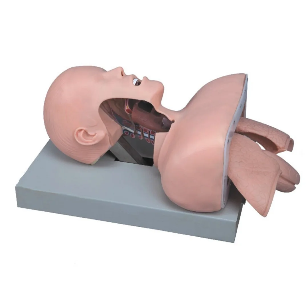 High Quality Trachea Intubation Training Model Airway Intubation Simulator