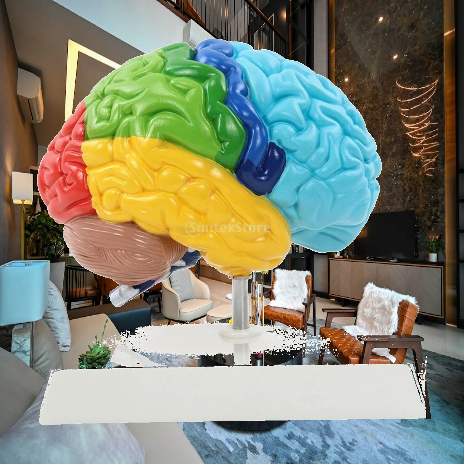 Half Brain Model Medical Brain Teaching Model Hard-Wearing Multicolor for Teachers, Classroom, Laboratory