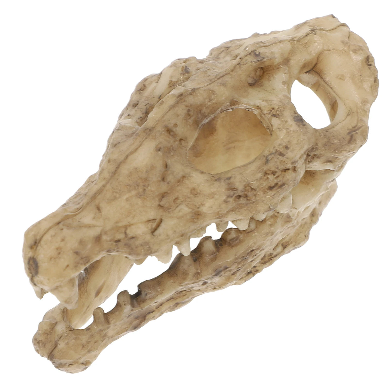 

Crocodile Skull Resin Decor Realistic L scaping for Lizard Cage Reptile Box Leopard Gecko Accessories Fish Aquarium Driftwood