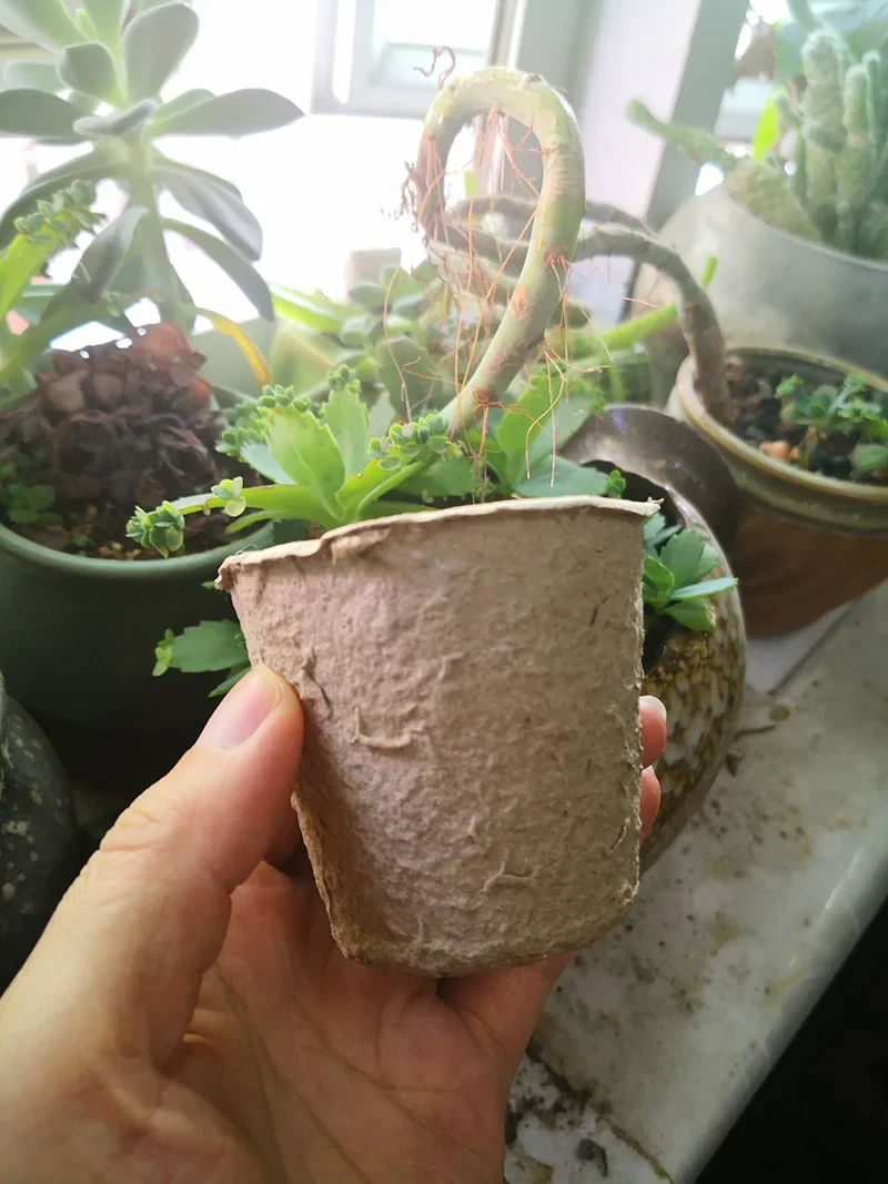 50 Stück Runde Garten-Torfächer, Pflanzkübel für Setzlinge, Anzuchtschalen, Kräuter-Saatbehälter, Pflanzwerkzeuge, Umweltfreundlich, Biologisch Abbaubar – Detail 3