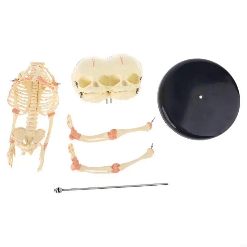 

Human Baby Deformed for Head Skull Research Model Skeleton Anatomical Anatomy Teaching Study Display