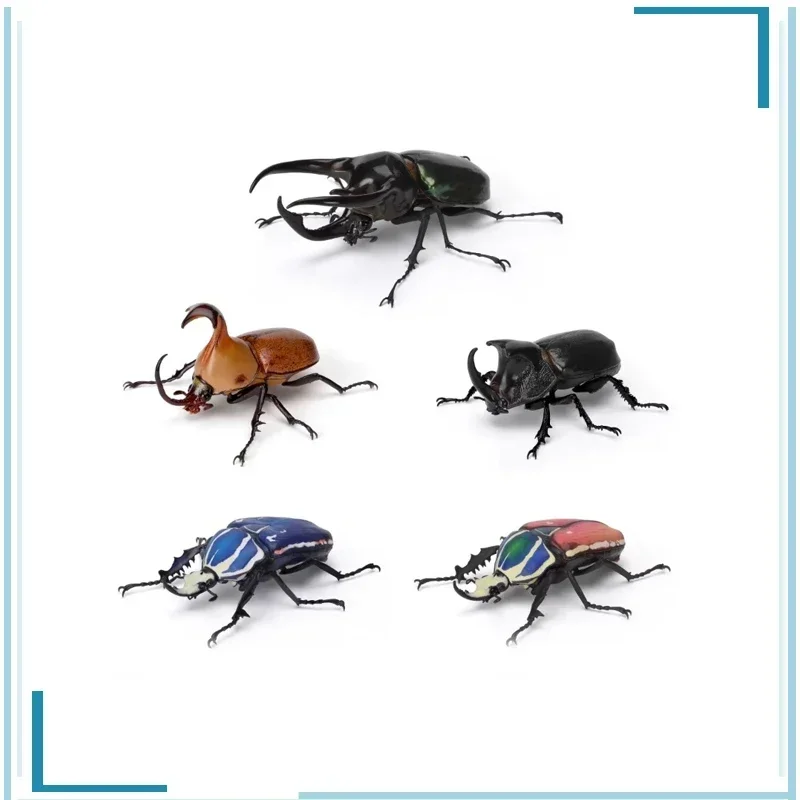 BANDAI Biology Illustrated Guide Simulation Insect Gashapon Chalcosoma Atlas Mecynorhina Torquata Ugandensis Figure Model Toys