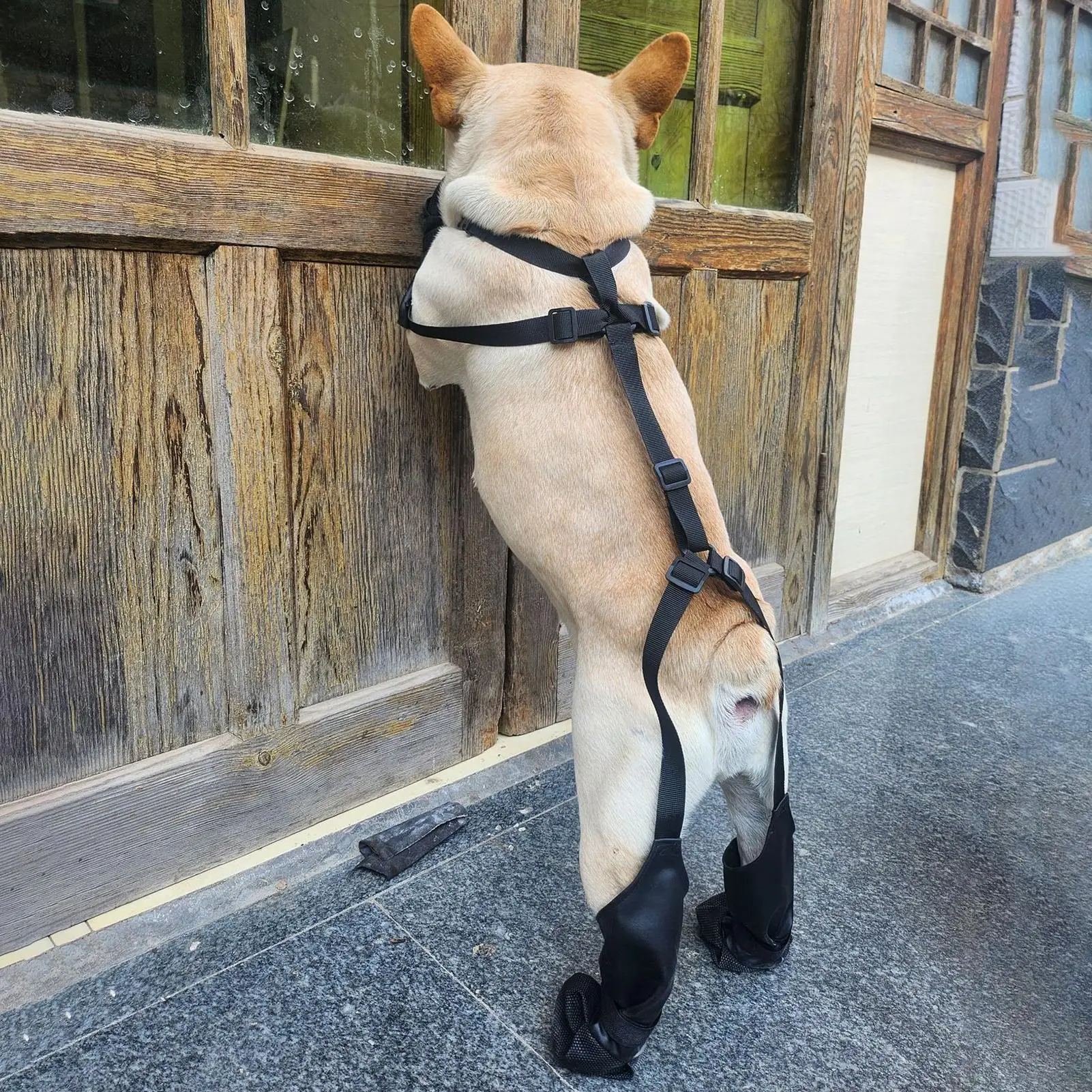 Buty na szelkach dla psów chroniące przed zabrudzeniami, legginsy dla zwierząt, ochraniacze na łapy, buty na szelkach dla buldogów francuskich, dla małych i dużych ras.