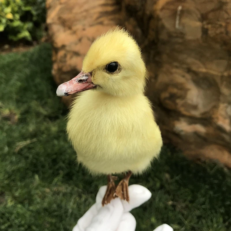 1pcs Taxidermy stuffing Eurasian Young Duck specimen Teaching / Decoration