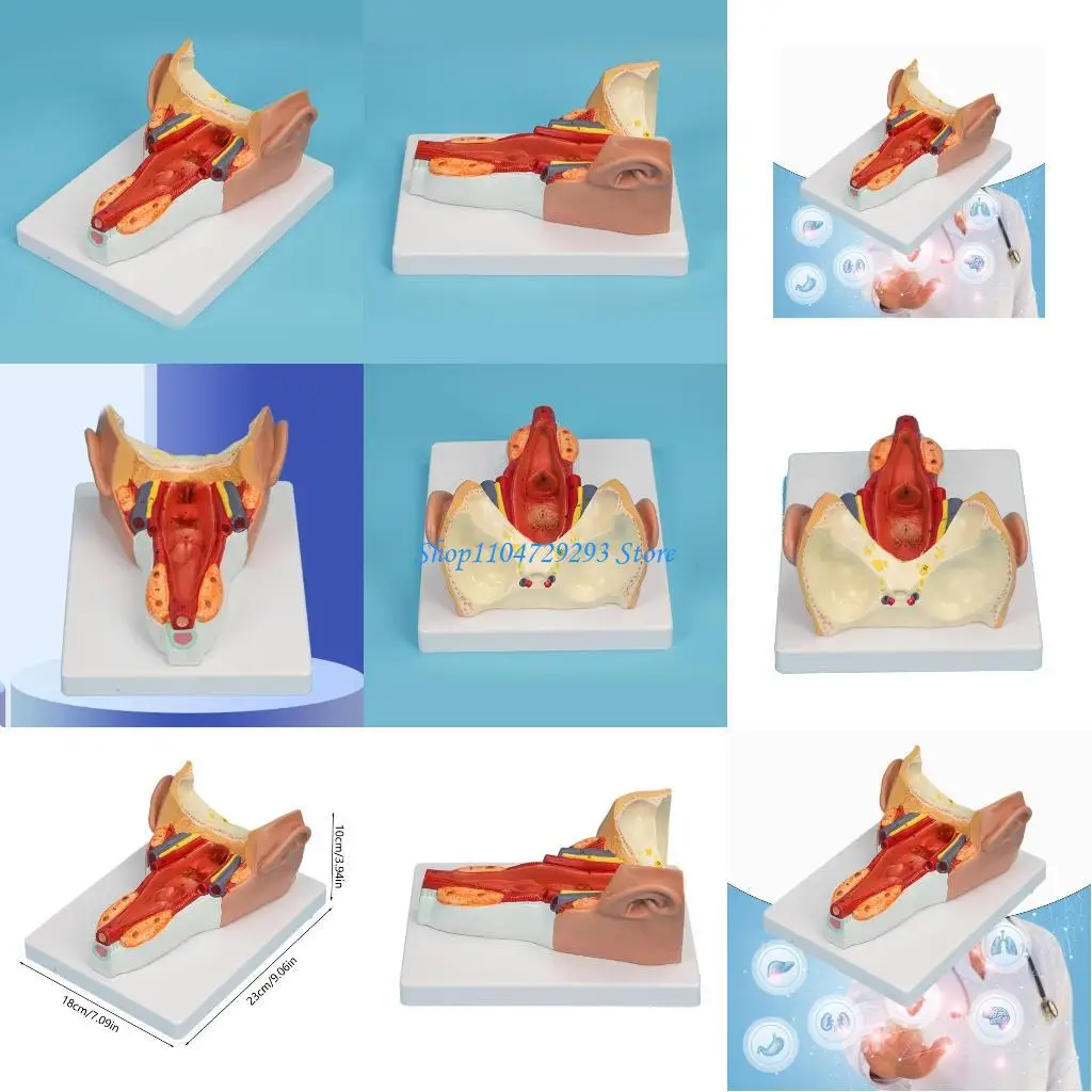 

Y2GD Anatomical Pharyngeal Model for Medical Research Study, Life Size Human Pharyngeal Wall Muscle Anatomy Model