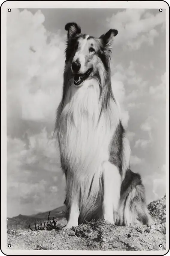 Magic Of Lassie Retro Metal Tin Sign Home Bar Patio Cave Wall Vintage Decor Novelty Sign 8x12 Inches