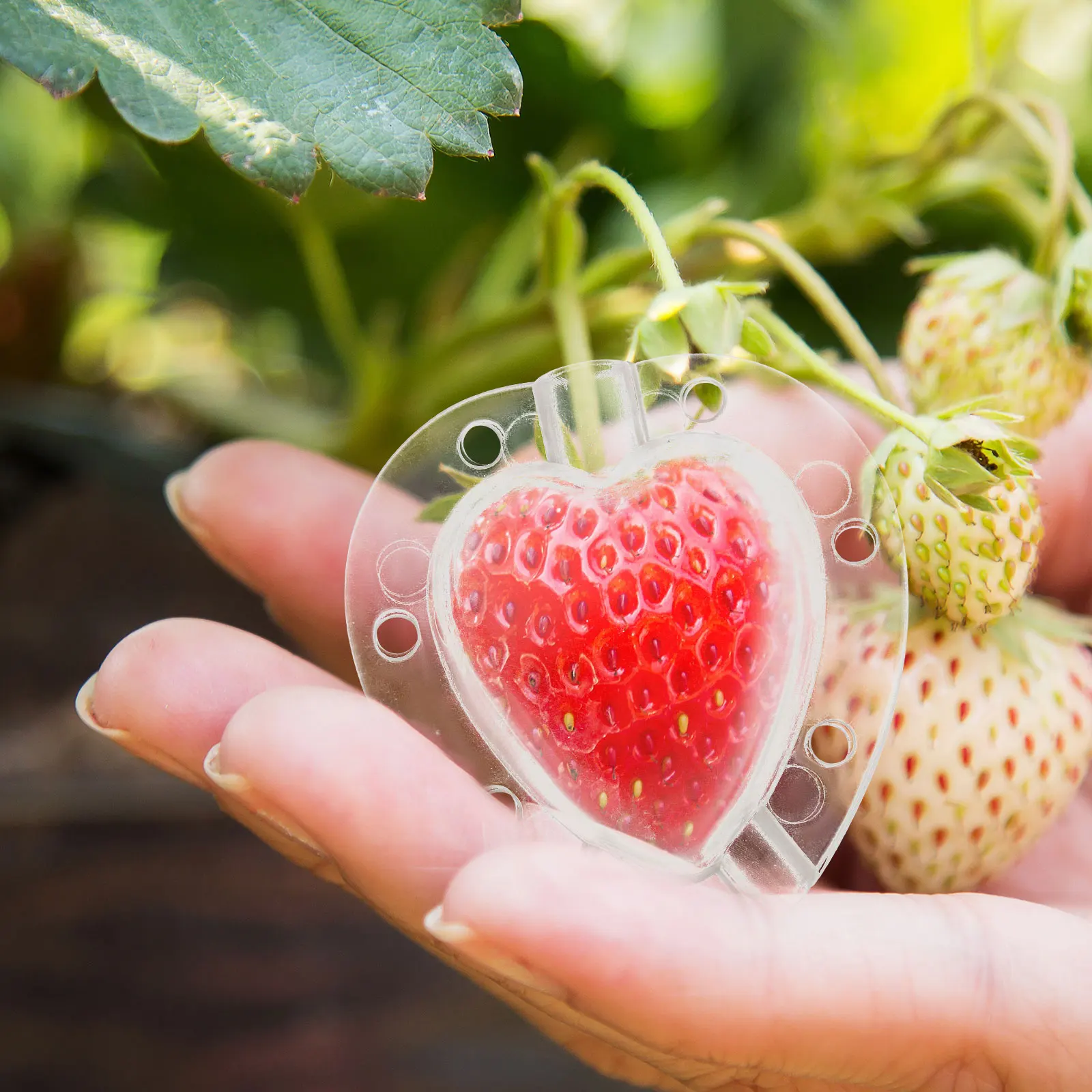 

4Pcs Transparent Fruit Mold Heart Shaped Growing Mold for Portable Garden Vegetables Shaping DIY Clear Plastic Forming Tool