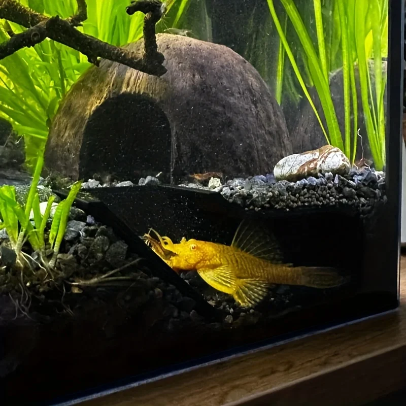Fish and shrimp aquarium corner cave hiding and observation window
