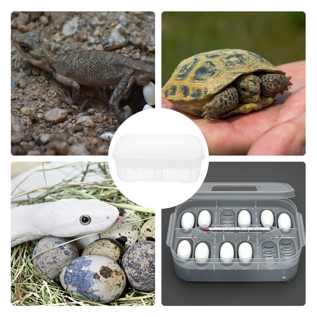 

Reptile Incubation Box Hatchery Container Double-Layer Design Durable Lightweight Easy Clean Reptile Breeding Hatching