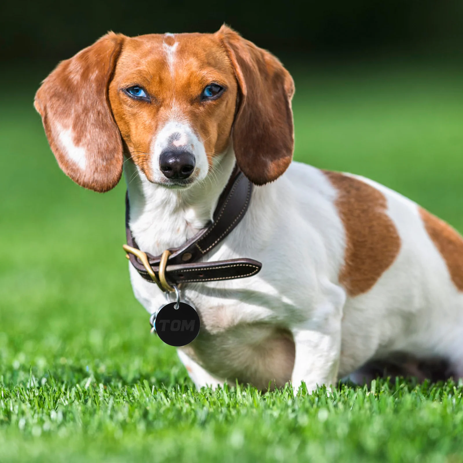 

25pcs Aluminum Round Blank Tags For Dogs Cats Double Sided Pet Name Id Tag Diy Engraving Metal Disk Stamping Pendant Pet