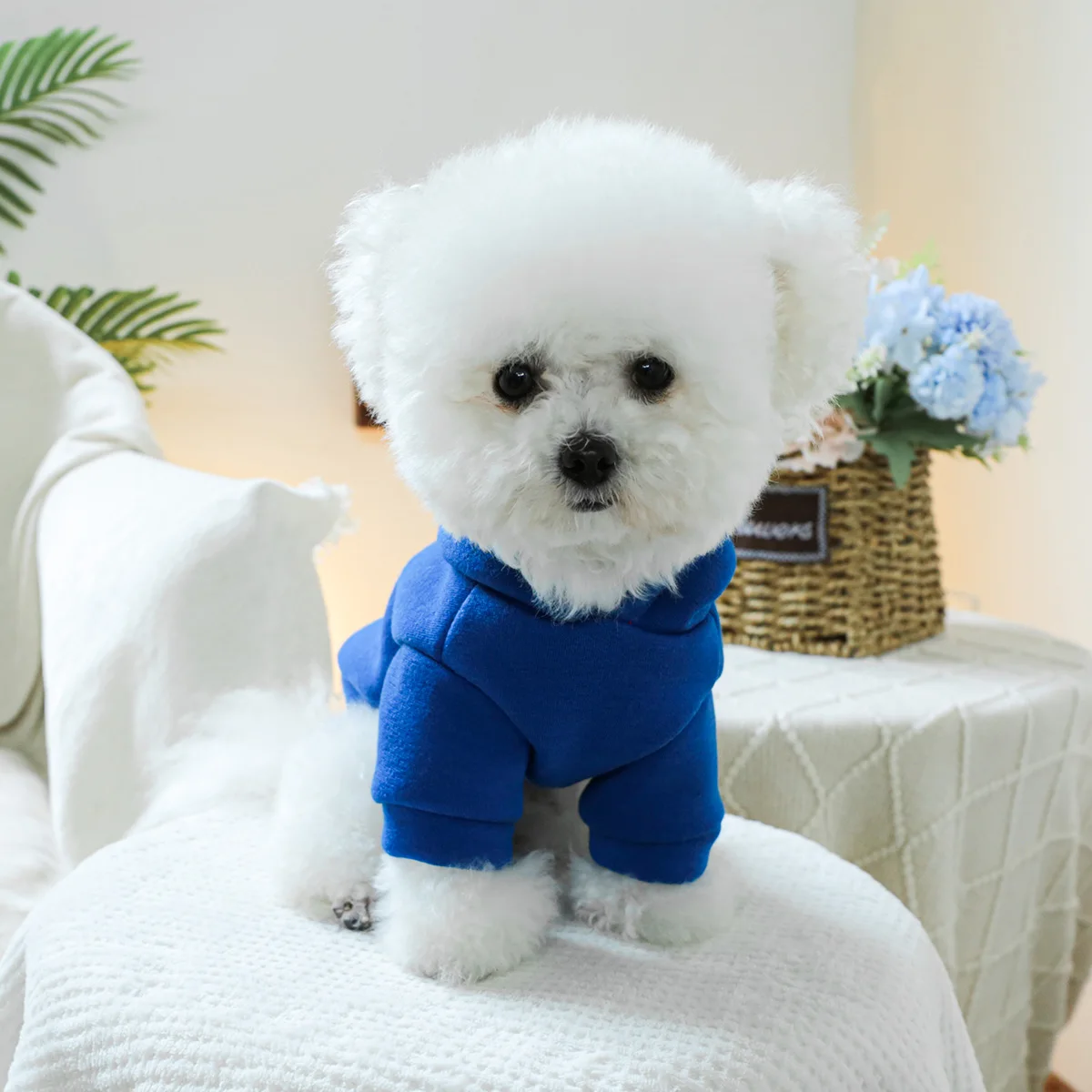 1PC Pet Clothing Spring and Autumn Velvet Blue Little Prince Hoodie Hat Hoodie Suitable for Small and Medium sized Dogs