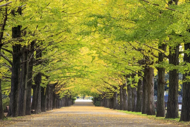 Aangepaste behang 3d Forest Avenue Big Tree landschap muurstickers woondecoratie berkenbos Ginkgo jungle decoratie muurschildering - afbeelding 1