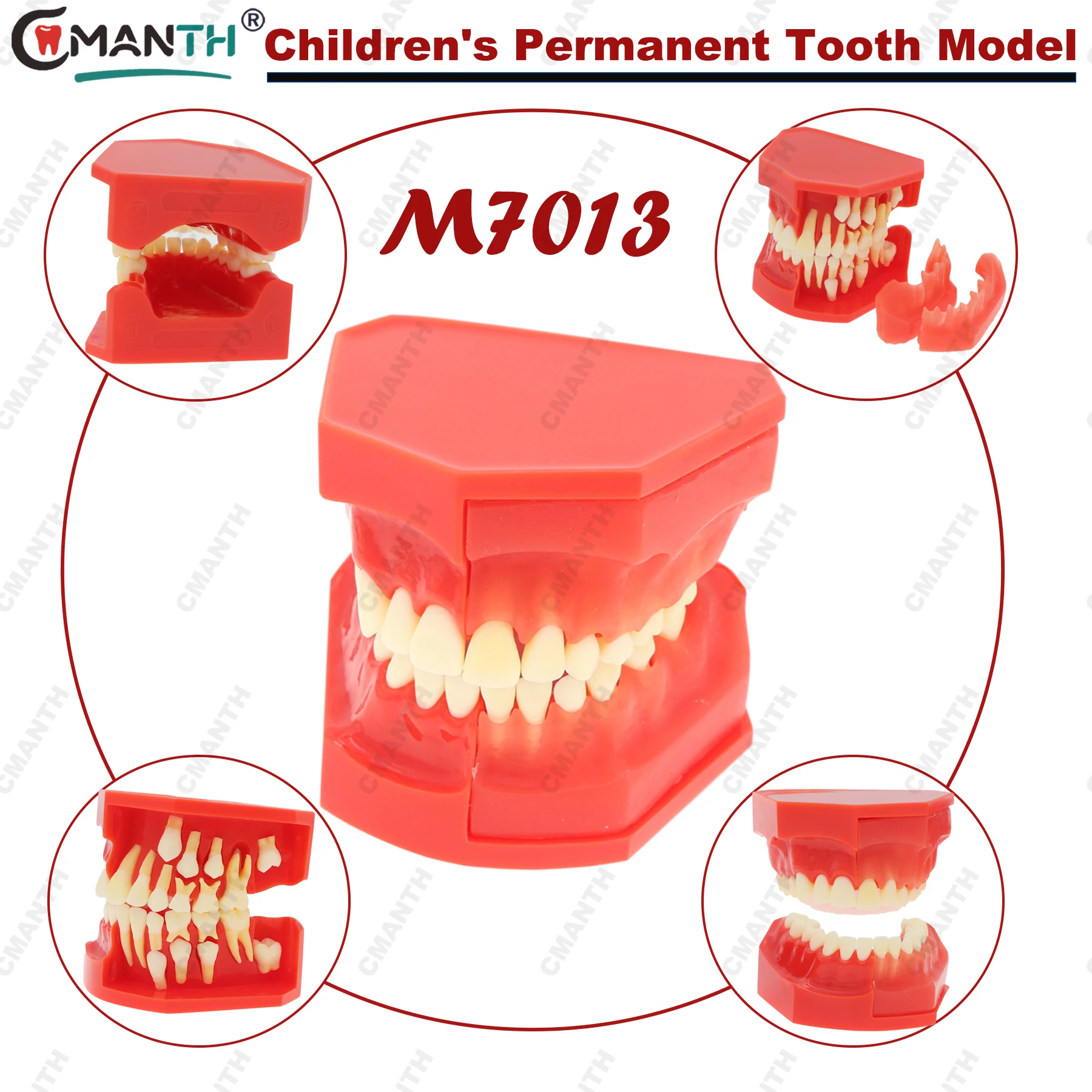 

Dental Teach Model M7013 Children's Permanent Tooth Alternate Demonstration Study Detached Upper and Lower Jaw Dentist Material