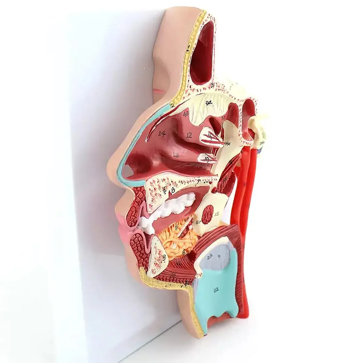 PVC Human Vascular Nerve in the Medial Surface of the Oral, Nose Throat Model Anatomical Models Teaching